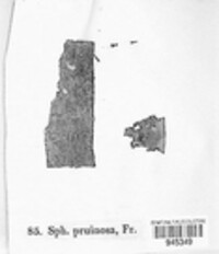 Cytospora pruinosa image